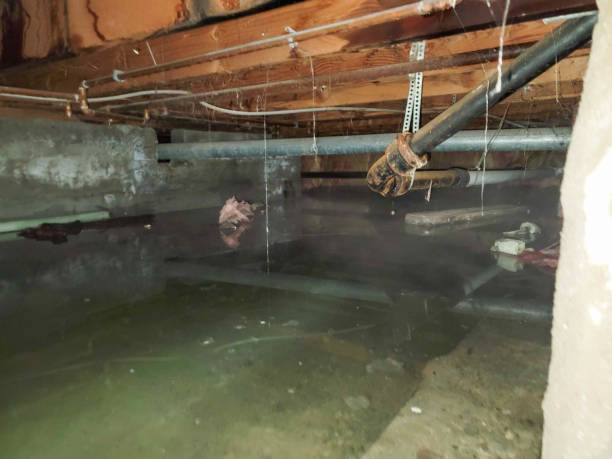 Best Flood restoration services  in Richwood, WV