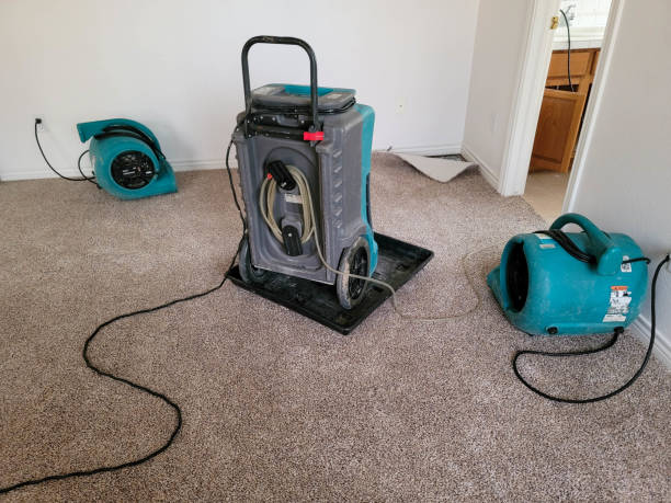 Best Professional water damage repair  in Richwood, WV