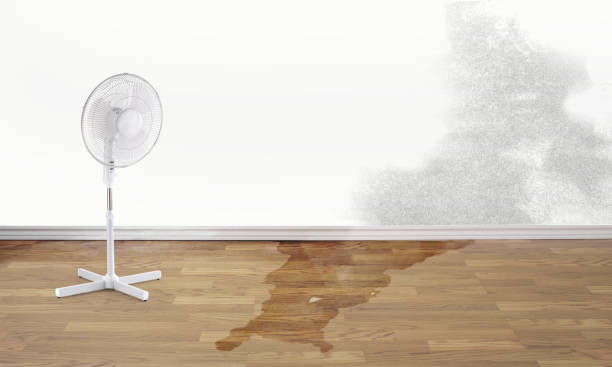 Best Flood damage cleanup  in Richwood, WV